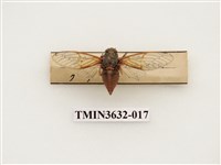 藏品(黑翅草蟬)的圖片